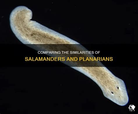 are salamanders similar to planarians